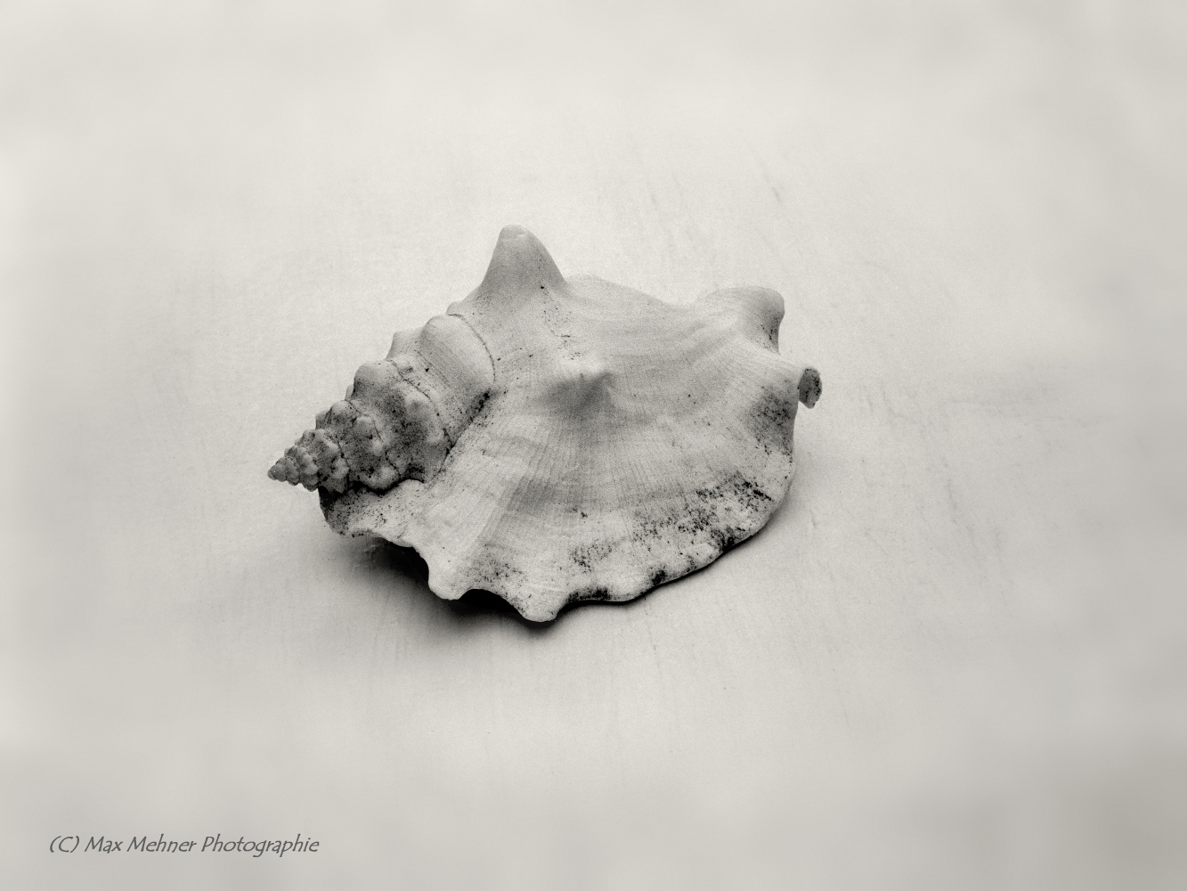 Muschel, Photo Max Mehner