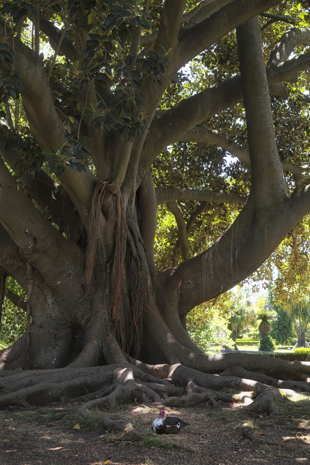 Belém, Botanischer Garten
