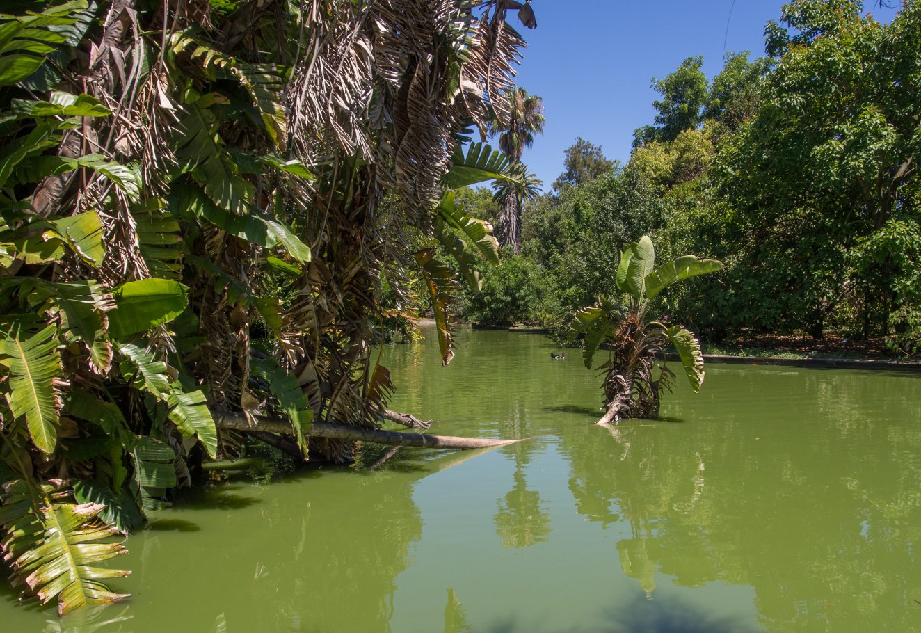 Der Botanische Garten in Belém
Foto: Wally Raths
